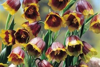 ������� ���-�������