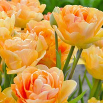 �������� ������� ����