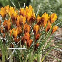 ������ ����� ������