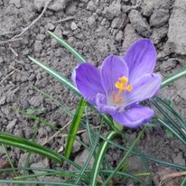 ������ ����� ����