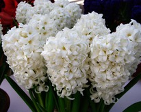 ������� ��� ����