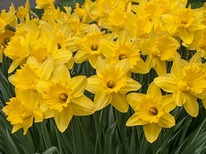 ������� �������� ����