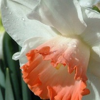 �������� ���� ����