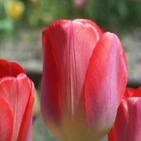 �������� ��� ���