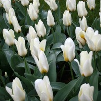 �������� ���������