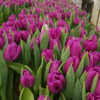 �������� ����� ����