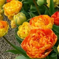 �������� ��� �����