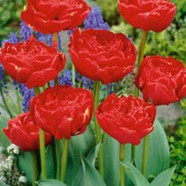 �������� �������