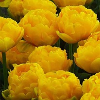 �������� ������ ��������