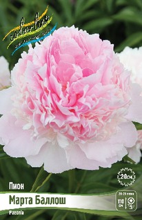 ���� ����� ������ 2/3 n