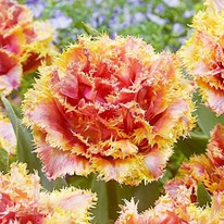 ������� ��������