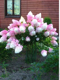 ��������� ����������� �������� �����