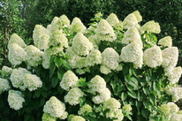 ��������� ����������� ������� ������ 