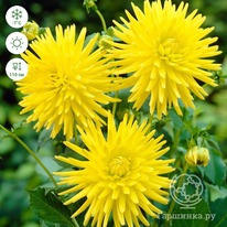 ������� ������������