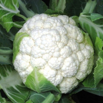 ������ ������� ������� ������ F1 : 20�� Syngenta