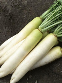 ������ ������� ������� : 20�� Gavrish