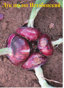 ��� ����� �����������