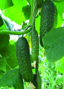 ������ F1 �������.