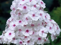 ����� ���� � ��������