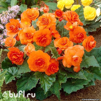 ������� �������� ��������� 6/7