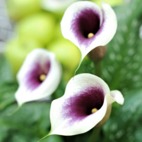 ����� ������ 12/14