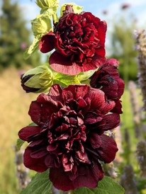 ����-���� ������ ����� /�����