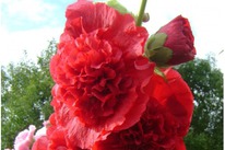 ����-���� ������ ��� /�����