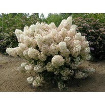 ��������� ���� ������. ��