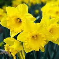 ������� ��� ������ 5 �������