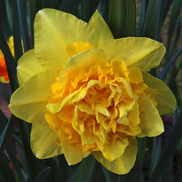 ������� ��� ������ 5 �������