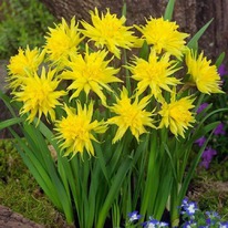 ������� ��� ��� ������ 5 �������