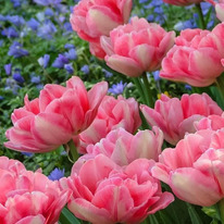 ������� �������� 5 �������