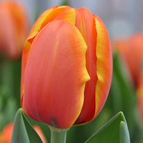 ������� ����� � 5 �������