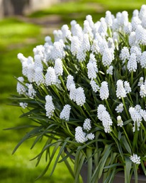 ������� �������� ������ 10 �������