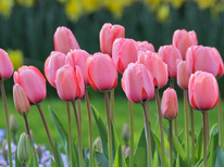 ������� ���� ������� 5 �������