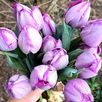 ������� ������� 5 �������