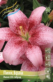 ����� ���� ����, 12/14