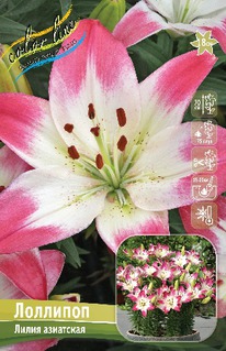 ����� ��������, 12/14