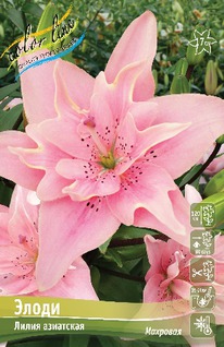 ����� �����, 12/14