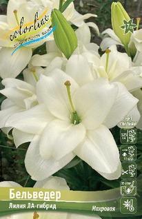 ����� ���������, 12/14