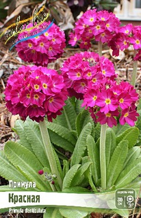 ������� ����������� �������