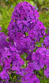 ����� ��������� ���