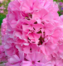 ����� ������� ���