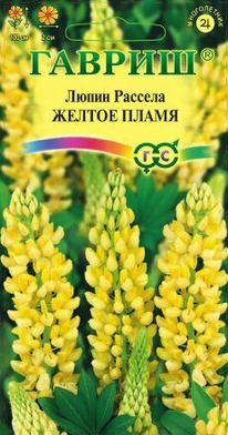 ����� ������ �����