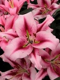 ����� ����� ���� 12/14  ��������