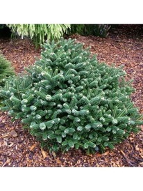 ����� ��������� ������ ����