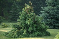 ��� �����.��������