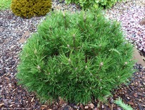 ����� ������ �����