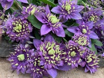 �������� �����