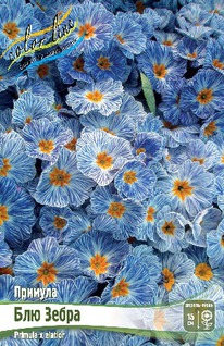 ������� ��� �����